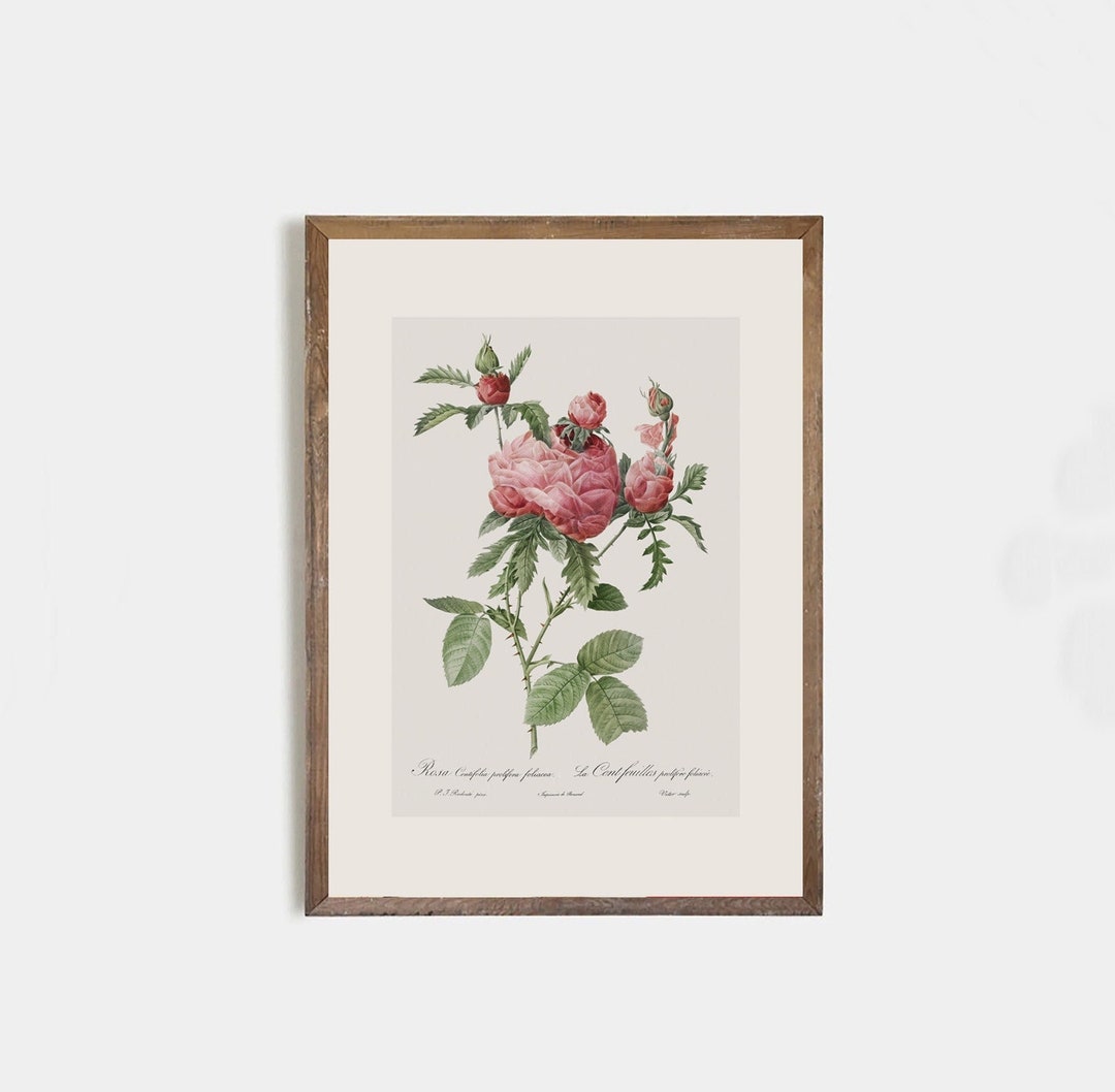 Vintage Rose Botanical Print | French Antique Floral Art for Bedroom ...