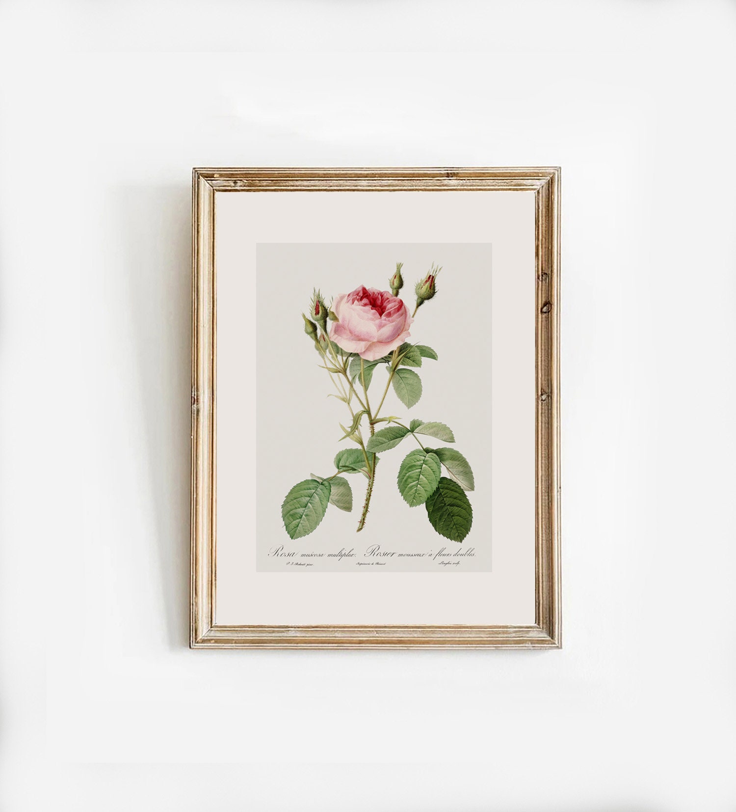 Rustic Roses Drawing Minimalist Flower Drawing, Vintage Rose, Vintage Botanical, Vintage ...