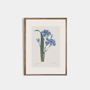 Set of 9 antique botanical prints, Minimalist drawing of vintage blue flowers, vintage drawing of wildflowers, nursery decor, flower art image 2