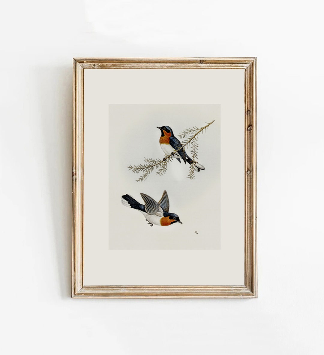 Vintage Bird Printing, Antique Bird Drawing, Vintage Bird Sketches