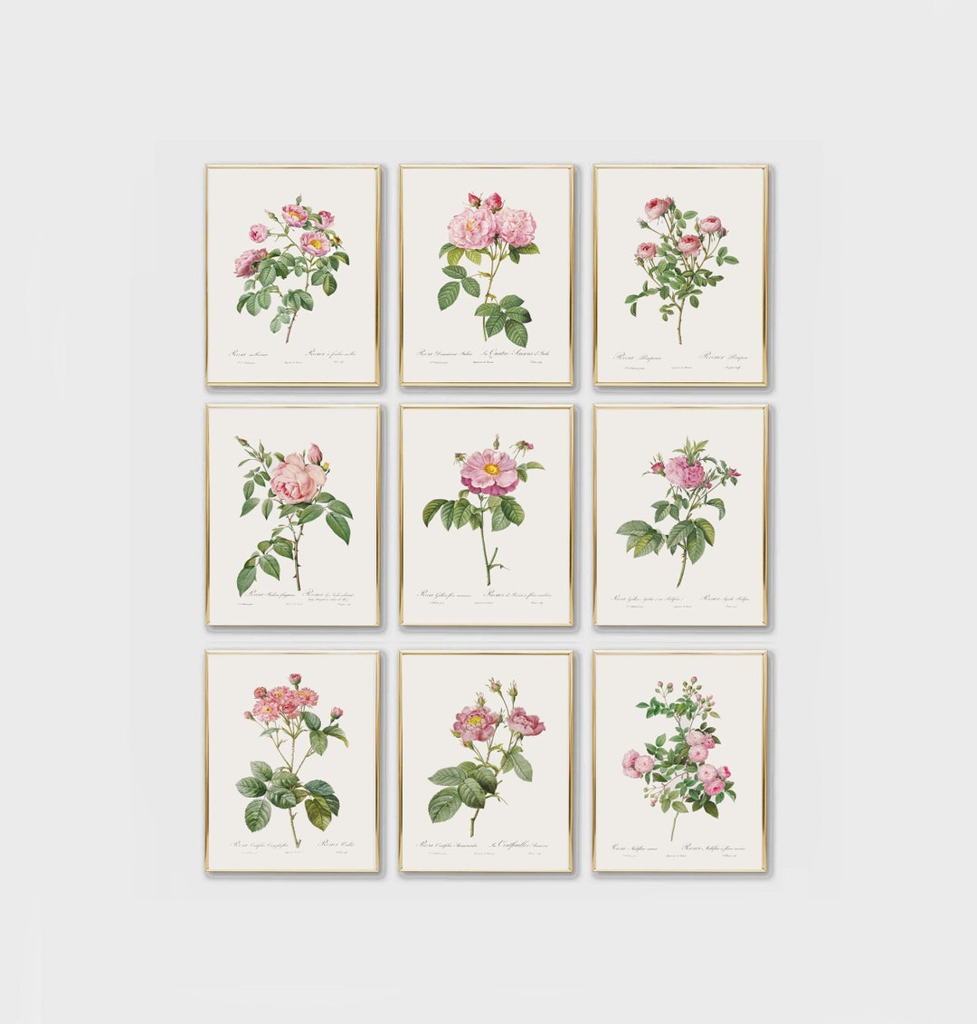 Vintage Rose Botanical Prints Set | Antique Flower Wall Art for Living ...