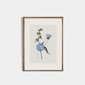 Set of 9 antique botanical prints, Minimalist drawing of vintage blue flowers, vintage drawing of wildflowers, nursery decor, flower art image 5