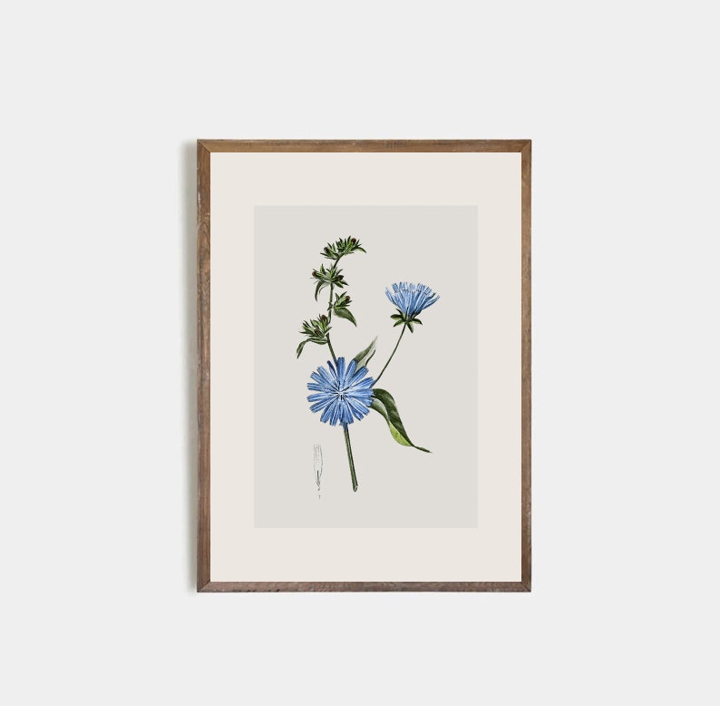 Set of 9 antique botanical prints, Minimalist drawing of vintage blue flowers, vintage drawing of wildflowers, nursery decor, flower art image 5