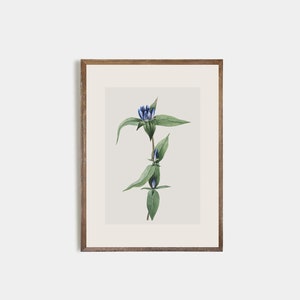 Set of 9 antique botanical prints, Minimalist drawing of vintage blue flowers, vintage drawing of wildflowers, nursery decor, flower art image 4