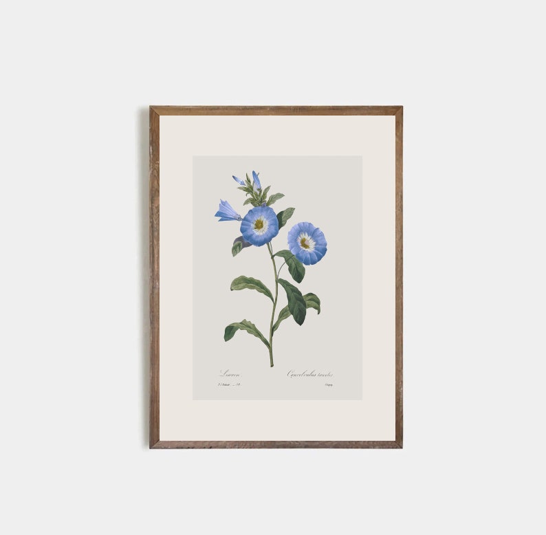 Set of 9 antique botanical prints, Minimalist drawing of vintage blue flowers, vintage drawing of wildflowers, nursery decor, flower art image 8