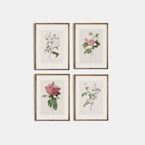 Minimalistische Zeichnung von Blumen, Boho-Rosa, 4er-Set, Vintage-Rose, botanische Kunst, Vintage-Zeichnung der Rose, Blumenzeichnung, KUNSTDRUCKE