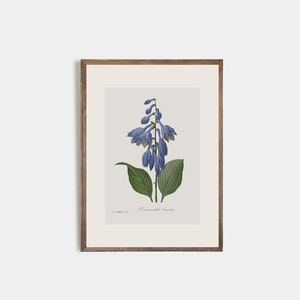 Set of 9 antique botanical prints, Minimalist drawing of vintage blue flowers, vintage drawing of wildflowers, nursery decor, flower art image 7