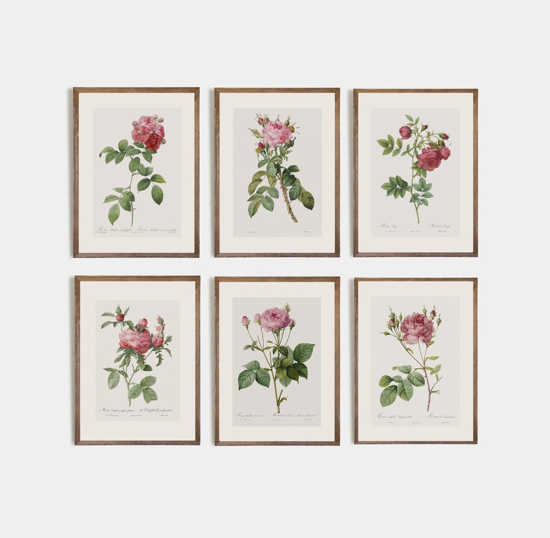 Rustic Roses Drawing Set of 6 Vintage Roses, Minimalist Flower Drawing for Rustic Decor ...
