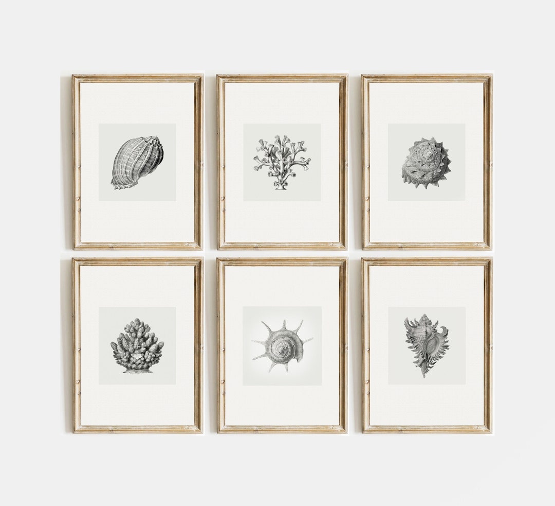 Set of 6 Minimalist Seashell Print | Seashells Art Print | Vintage ...