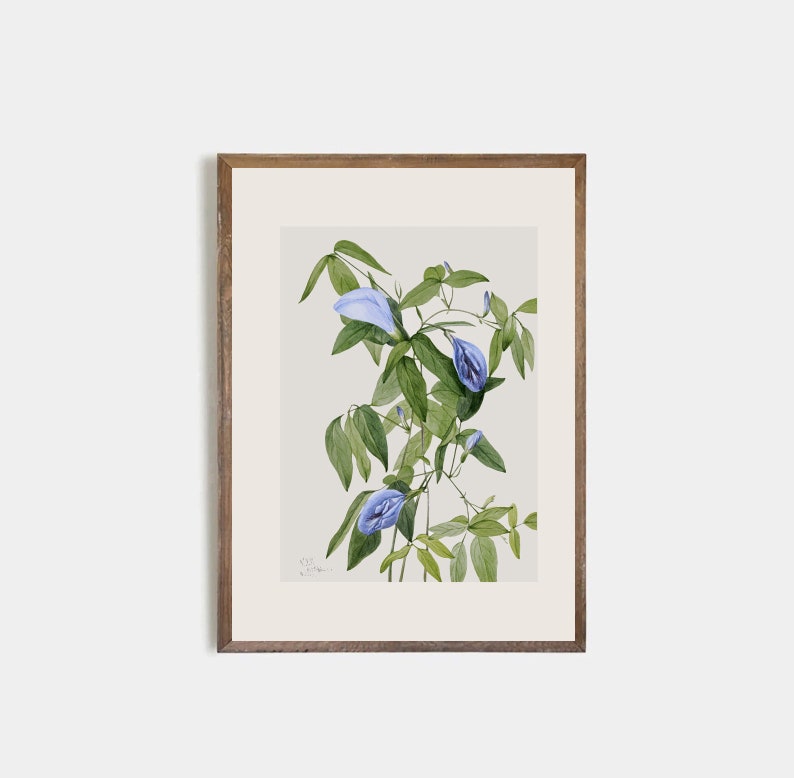 Set of 9 antique botanical prints, Minimalist drawing of vintage blue flowers, vintage drawing of wildflowers, nursery decor, flower art image 9