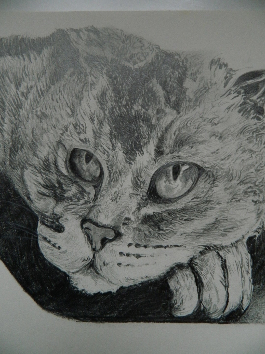 Original Realistic Black and White Pencil Drawing of a Cat - Etsy