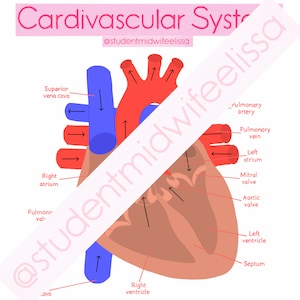May include: A diagram of the human cardiovascular system, showing the heart and major blood vessels. The heart is shown in red, with the right atrium, right ventricle, left atrium, and left ventricle labelled. The major blood vessels are shown in blue, with the superior vena cava, inferior vena cava, pulmonary artery, pulmonary vein, aorta, and pulmonary valve labelled. Arrows indicate the direction of blood flow.