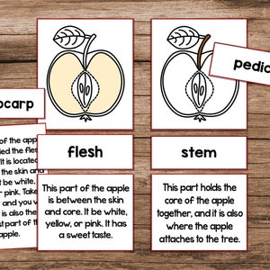 Partes de una manzana Tarjetas Montessori de 3 partes
