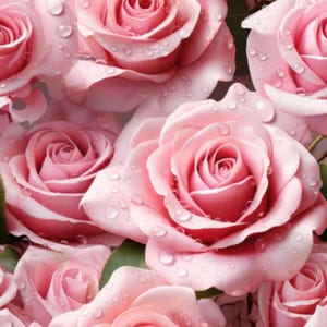 Könnte beinhalten: Ein Bündel zartrosa Rosen in voller Blüte, deren Blütenblätter mit klaren Wassertropfen bedeckt sind. Die Blumen sind dicht beieinander angeordnet und zeigen geschichtete, zarte Blütenblätter mit einer samtigen Textur und grünen Blättern.