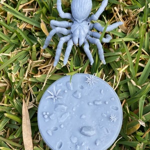 Tarantulas (3 Variants Available) - Dragon Trapper&#39;s Lodge