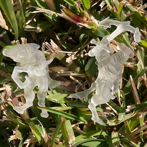 May include: Two clear plastic figurines of fantasy creatures, one with a sword and the other with a shield, posed in a fighting stance. The figurines are on a bed of green grass.