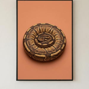 Arte mural de pitón bola de terracota, lámina digital de serpiente, póster minimalista de reptil, decoración de vida silvestre natural (descarga digital)