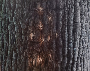Bark 9