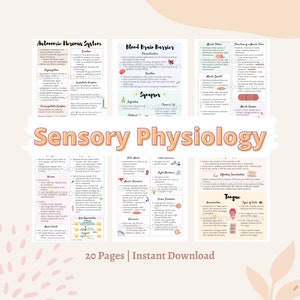 Sensory Physiology Notes | Nervous System Physiology Notes | Anatomy and Physiology Sensory and Motor Notes Bundle