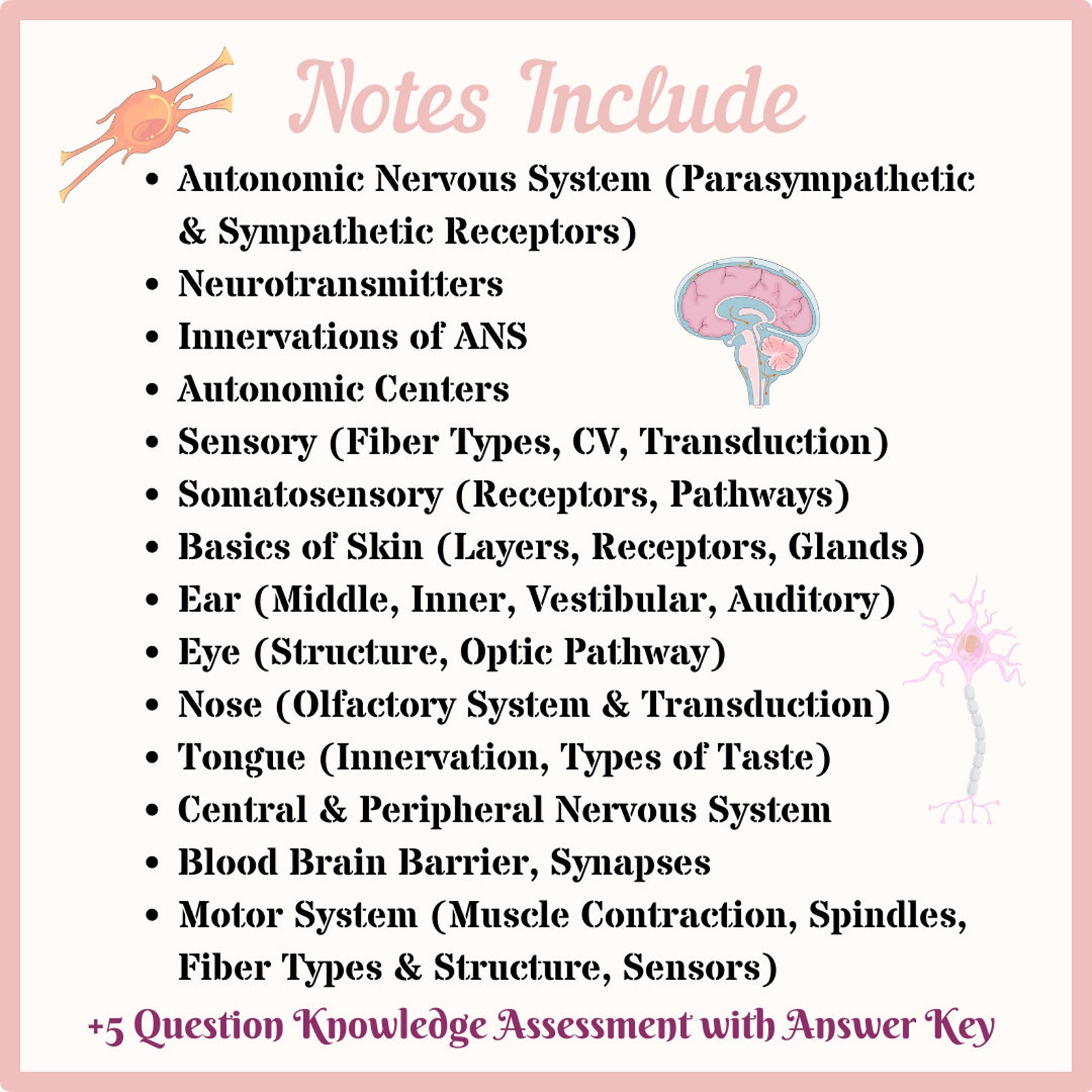 Sensory Physiology Notes | Nervous System Physiology Notes | Anatomy ...