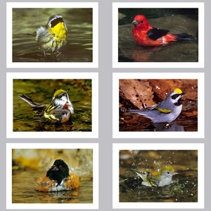 Badende achtertuin zangvogel wenskaarten, set van 6, 5 "x 7"