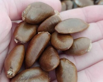 Asimina Triloba, 25 Seeds, Paw Paw Seeds, Seed Stratification, Premium Packet, Ready to Plant