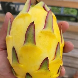 Albino Ocamponis Dragon Fruit Cutting EU 20-30cm | Rare | Pitaya