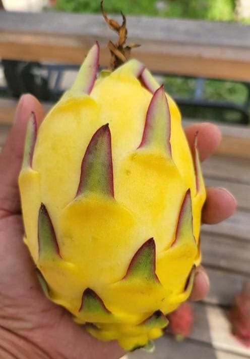 Albino Ocamponis Dragon Fruit Cutting EU 20-30cm | Rare | Pitaya