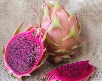 Talee di frutto del drago molto rare 20-30 cm / Pitaya / Pitahaya