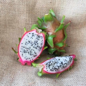 Små sällsynta drakfruktsticklingar 15-20 cm | Pitaya | Pitahaya