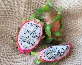 Small Rare Dragon Fruit Cuttings 15-20cm | Pitaya | Pitahaya