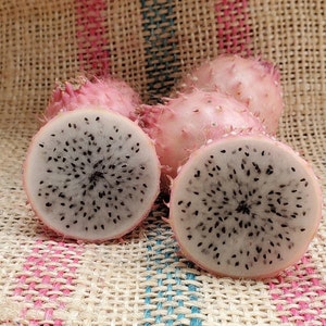 Hondurese maan Dragon Fruit Cutting