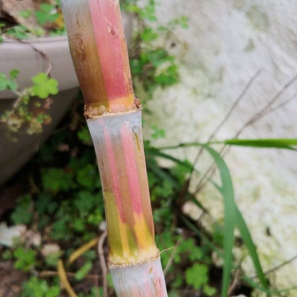 4 frische Zuckerrohr-Ausschnitte, Bio-Zuckerrohr-Sticks, bereit zum Anbau, machen Sie Ihren eigenen Zucker