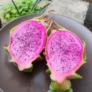 BIJL Drakenfruitstek 20-30 cm | Pitaya | Pitahaya