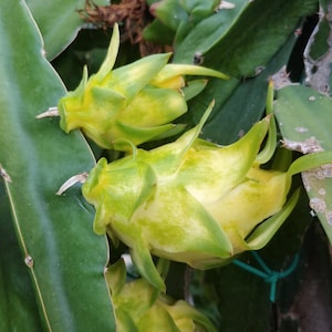 Goudgele drakenfruitplant | Snijden: 20-30 cm | Limonadesmaak