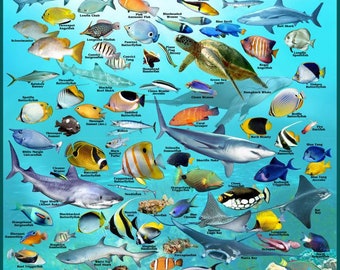 Póster de criaturas de los arrecifes hawaianos - Peces tropicales de Hawái