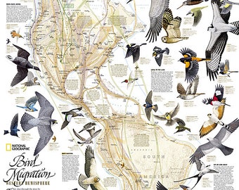 Bird Migration Map of the Western Hemisphere