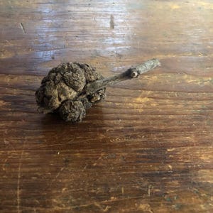 Puede incluir: Una agalla esférica de color marrón oscuro con textura rugosa y abultada, unida a una ramita de madera fina y recta. El objeto presenta una superficie irregular con grietas, mostrando formaciones botánicas naturales.