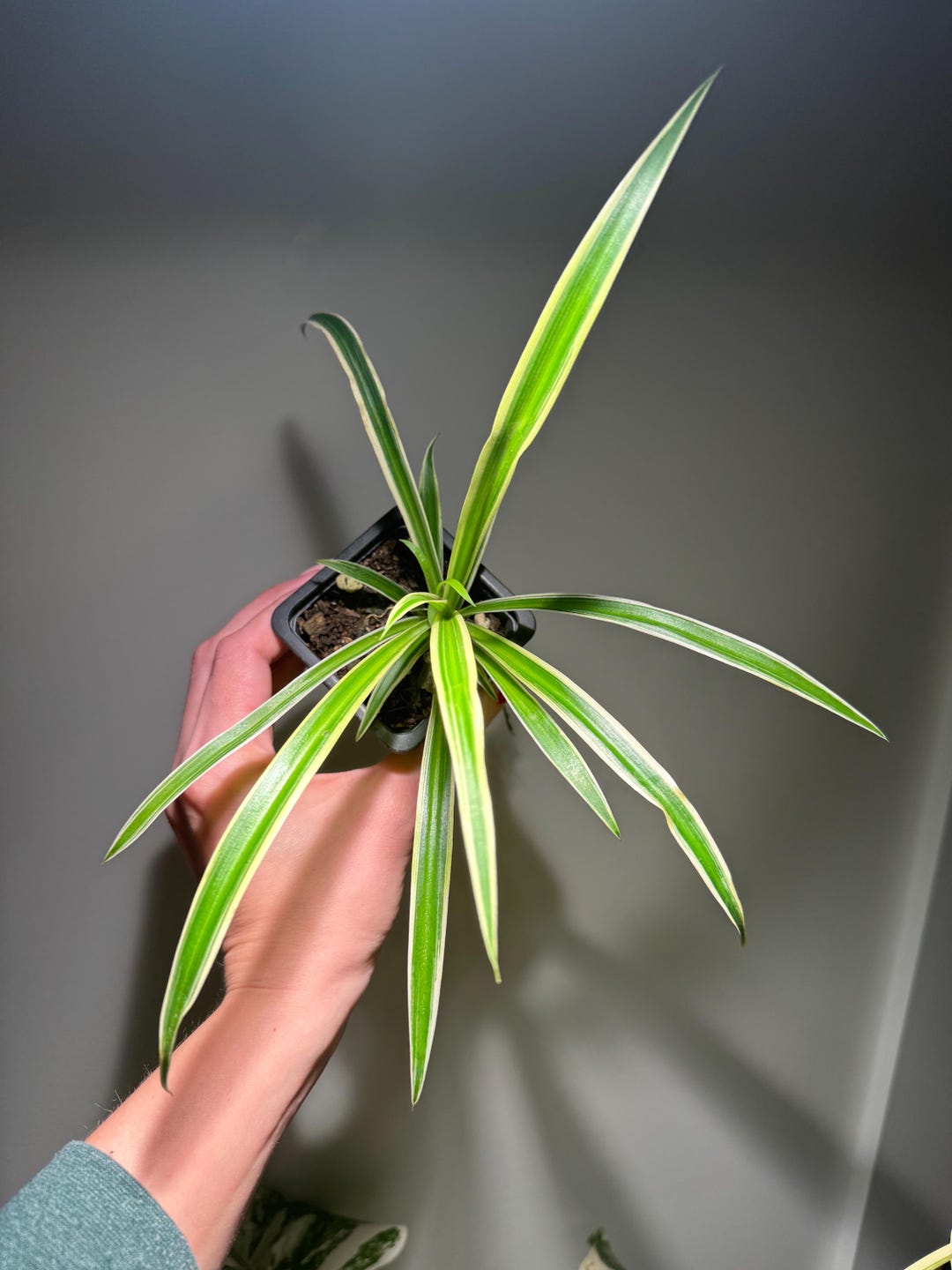 Howtobasic Reverse Plant Tree Spider Plant (reverse Variegated) - US SELLER - Growers Choice - Etsy