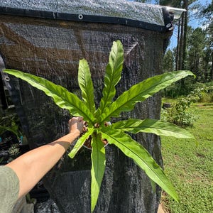 アンスリウム　スコーピオン Anthurium Scorpiones Mint Variegated - thebasements.com