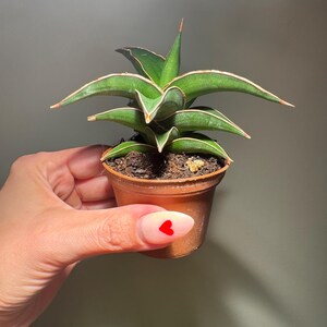 Sansevieria Lavranos - US SELLER - Growers Choice - Etsy
