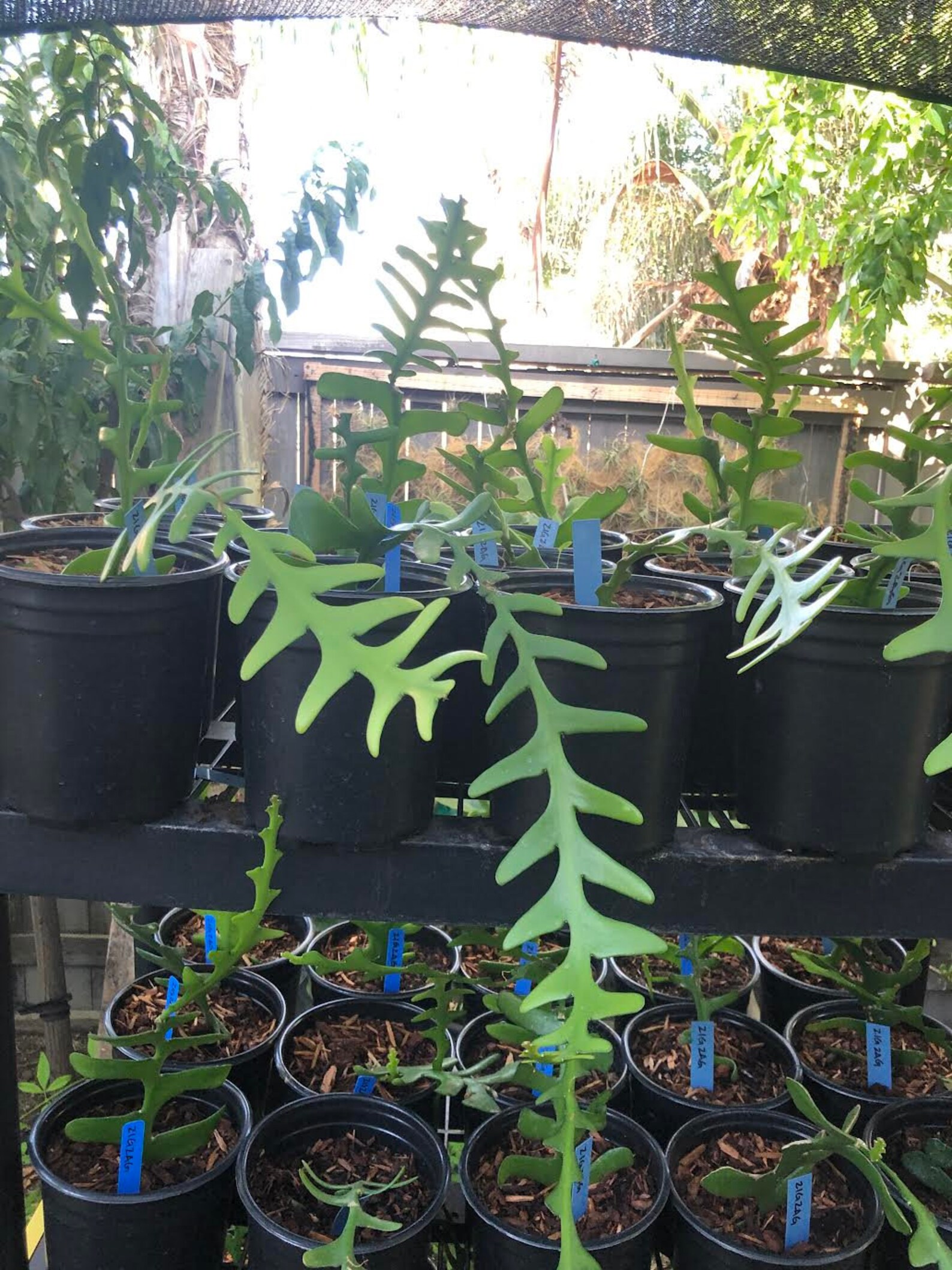 zigzag plant clipping zigzag plant clipping