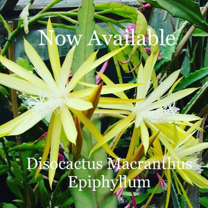 Epi: &quot;Discocactus Macranthus&quot; 3 cuttings, 6-8 inches each