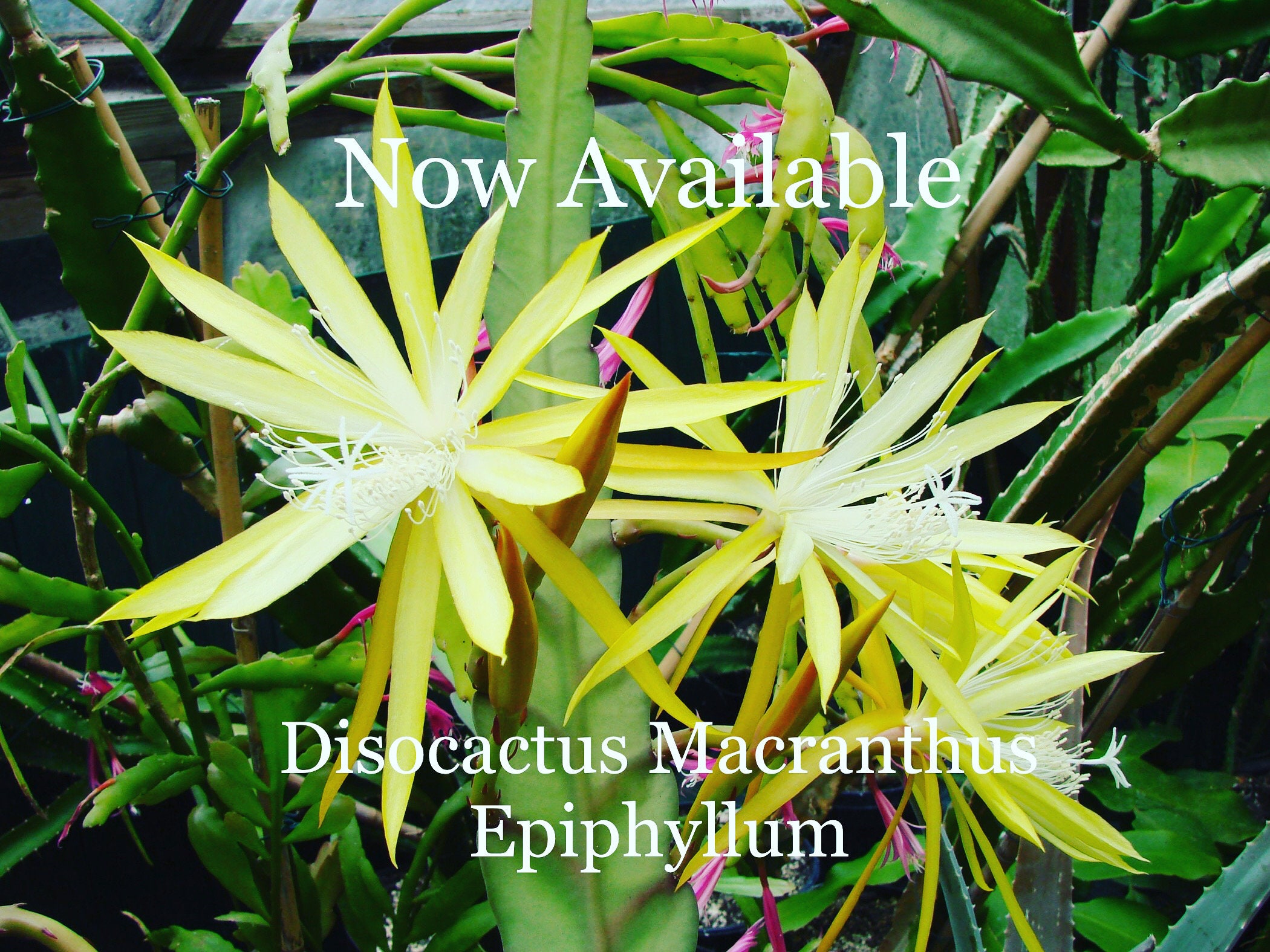 Epi: "Discocactus Macranthus" 3 cuttings, 6-8 inches each