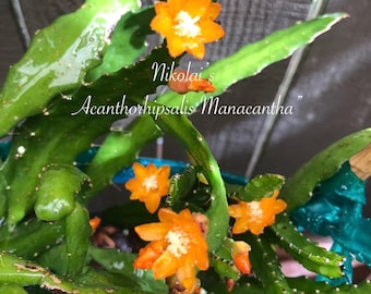 Acanthorhipsalis Manacantha, 6-8 inches each