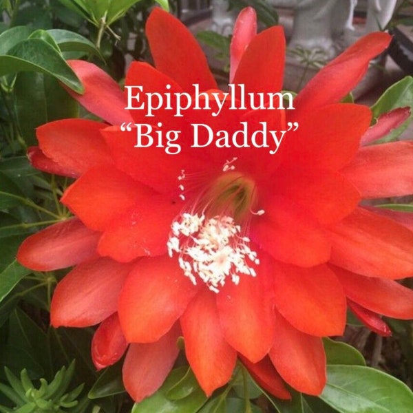 Epiphyllum "Big Daddy" ( 8-10 inches cuttings)