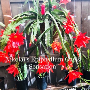 Epi: &quot;Sensation&quot; 2 cuttings, 8-10 inches each