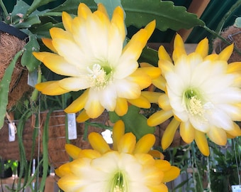 Epiphyllum “Andromeda” (8-10 inches cuttings)