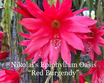 Epi: "Red Burgundy" (8-10 inches cuttings)