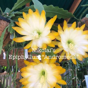 Epi “Andromeda” 8-10 inches each